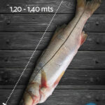 Pescado Róbalo Entero | Libra