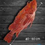 Pescado Brujo de Galápagos