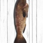 Bacalao de Galápagos