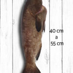 Pescado Bacalao de Galápagos