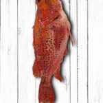 Pescado Brujo de Galápagos