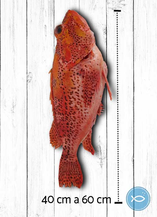 Pescado Brujo de Galápagos